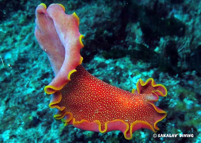 flat worms Nosy Be Madagascar